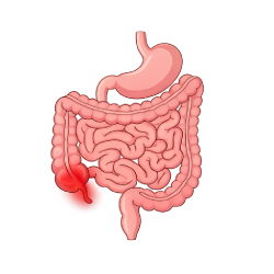 Illustration of the appendix